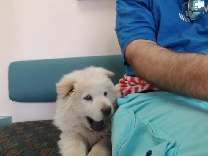 VCA Animal Medical Center Picture 2