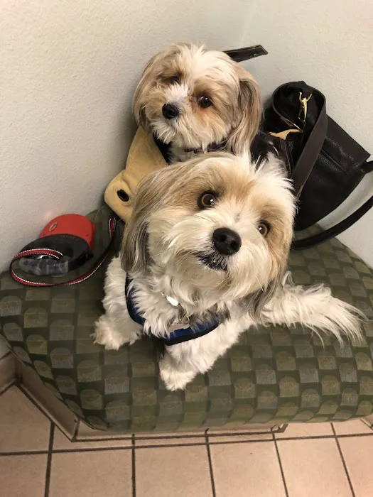 VCA Animal Medical Center Picture 4