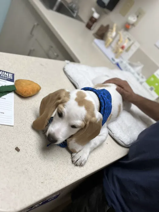 VCA Animal Medical Center Picture 7