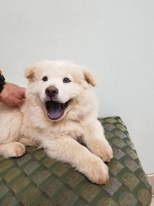 VCA Animal Medical Center Picture 9