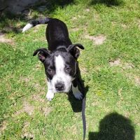 The Pet Doctors of Sherman Oaks ico
