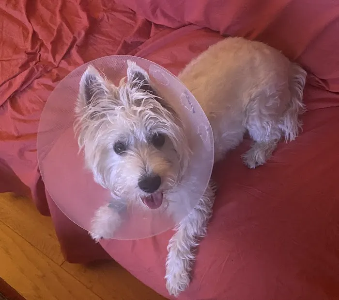 The Pet Doctors of Sherman Oaks Picture 2
