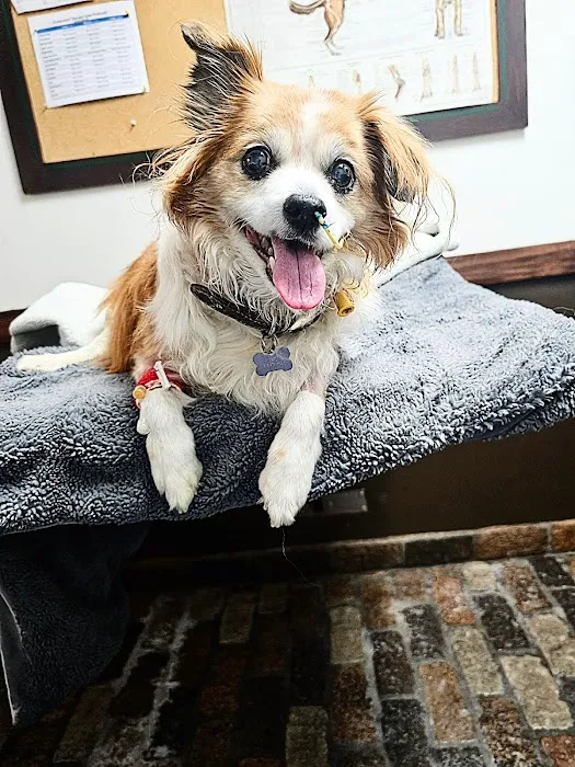 The Pet Doctors of Sherman Oaks Picture 3