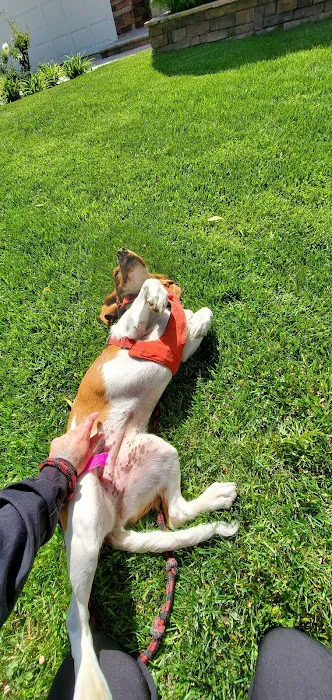 The Pet Doctors of Sherman Oaks Picture 10