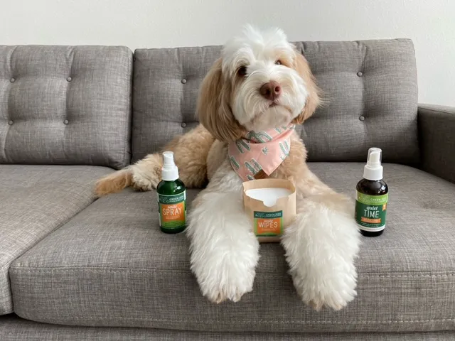 Green Dog Dental and Veterinary Center Picture 2