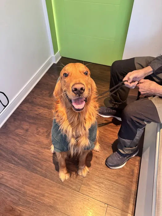 Green Dog Dental and Veterinary Center Picture 4