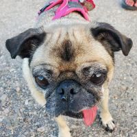 San Dimas Animal Hospital ico