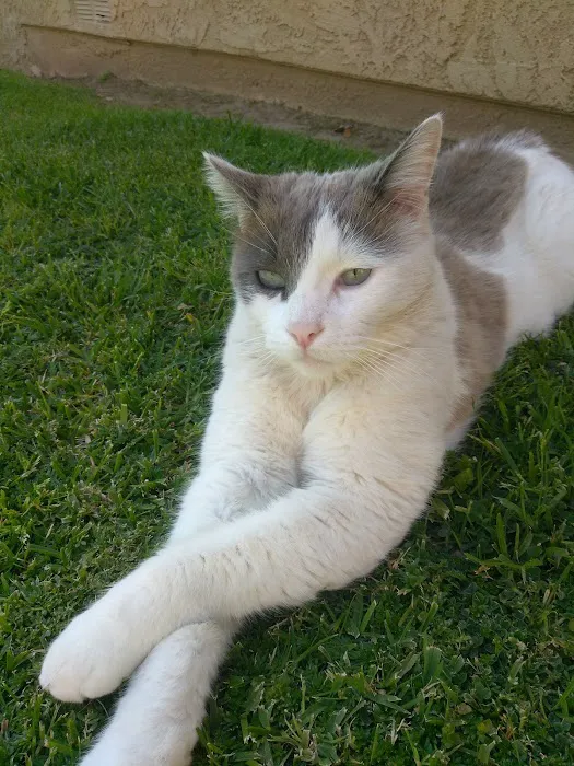 San Dimas Animal Hospital Picture 2