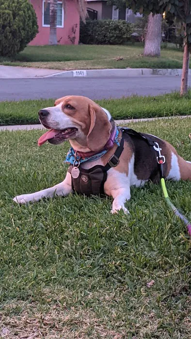 San Dimas Animal Hospital Picture 10