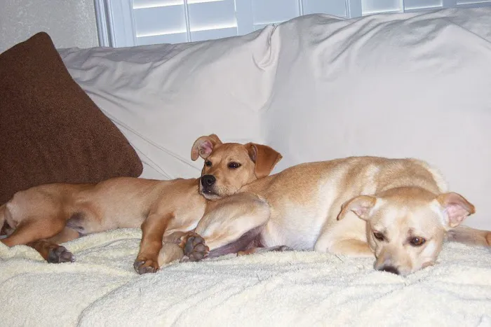 San Dimas Animal Hospital Picture 9