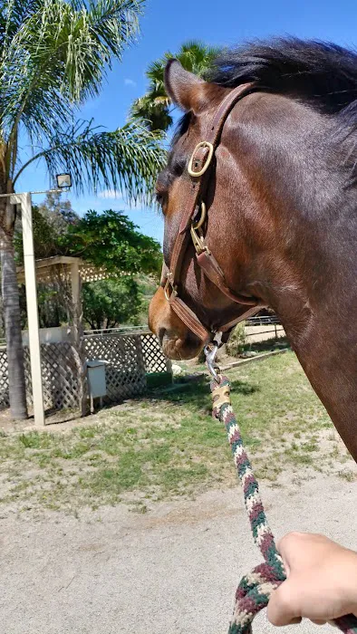 Topline Equine Veterinary Inc. Samantha Abair DVM Picture 1