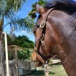 Topline Equine Veterinary Inc. Samantha Abair DVM