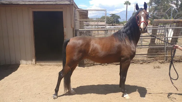 Topline Equine Veterinary Inc. Samantha Abair DVM Picture 3