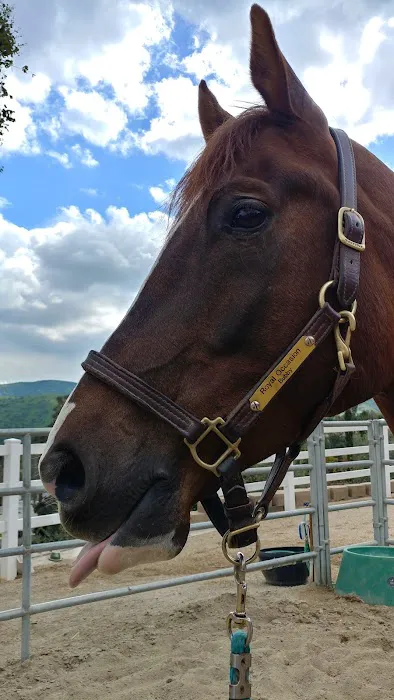 Topline Equine Veterinary Inc. Samantha Abair DVM Picture 4