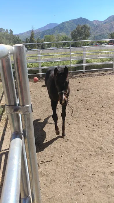 Topline Equine Veterinary Inc. Samantha Abair DVM Picture 2