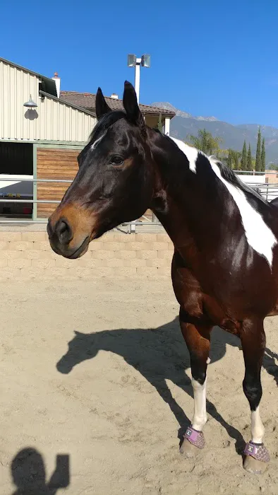 Topline Equine Veterinary Inc. Samantha Abair DVM Picture 7