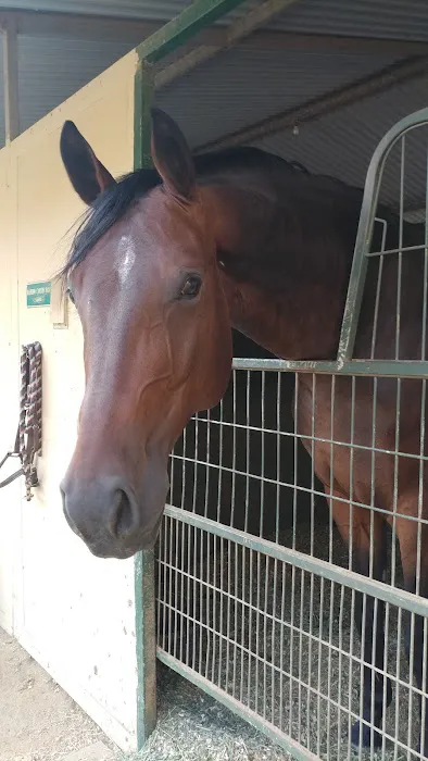 Topline Equine Veterinary Inc. Samantha Abair DVM Picture 8