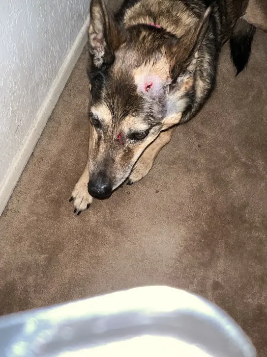 Arrow Animal Hospital Picture 9