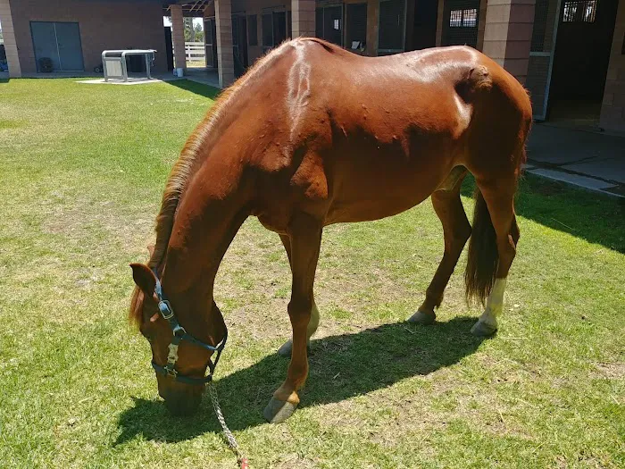 Chino Valley Equine Hospital Picture 1