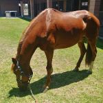 Chino Valley Equine Hospital