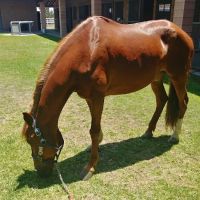 Chino Valley Equine Hospital ico