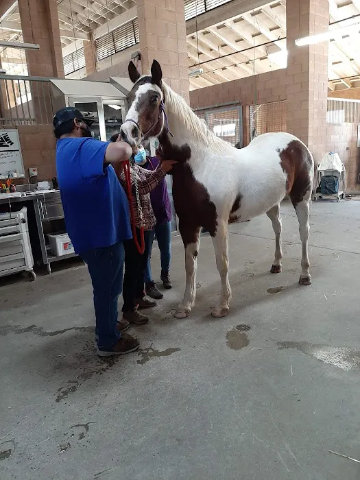 Chino Valley Equine Hospital Picture 6