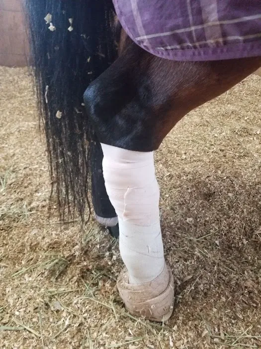 Chino Valley Equine Hospital Picture 4
