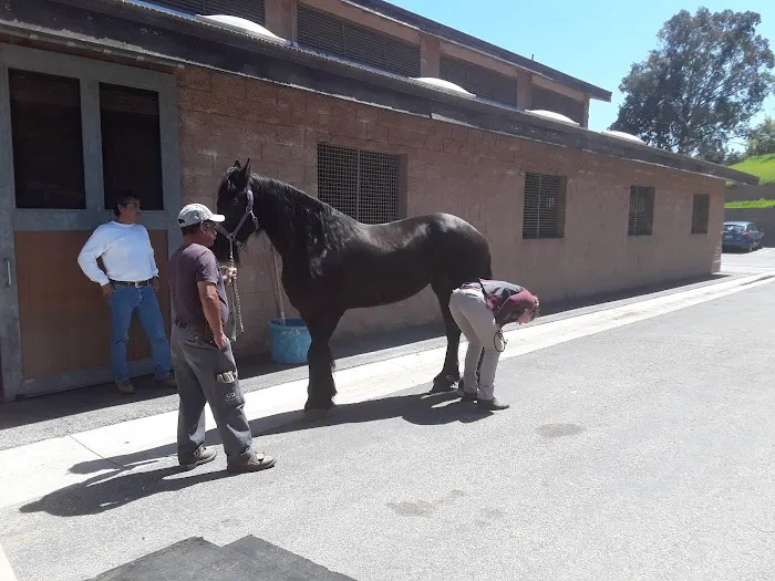 Chino Valley Equine Hospital Picture 9
