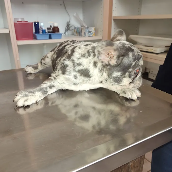 Pomona Valley Veterinary Hospital Picture 6