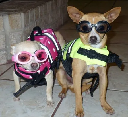 Pomona Valley Veterinary Hospital Picture 9