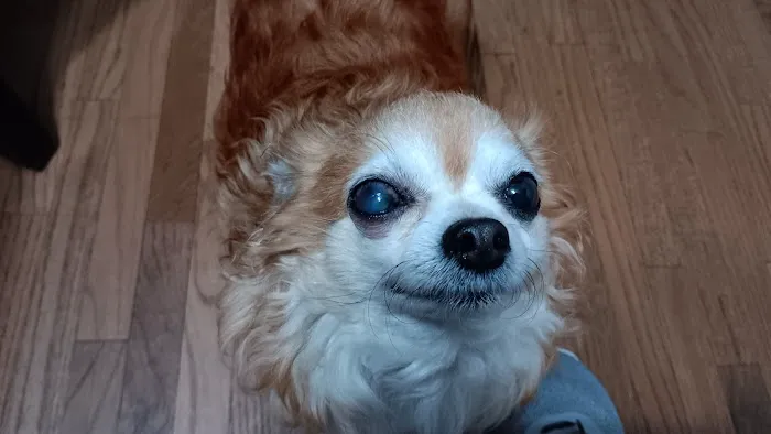 Veterinary Eye Clinic Picture 2