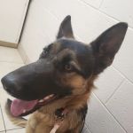 Pomona Animal Hospital
