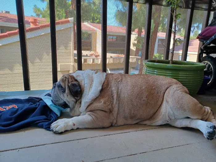 La Verne Animal Hospital Picture 1