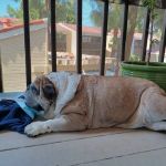 La Verne Animal Hospital