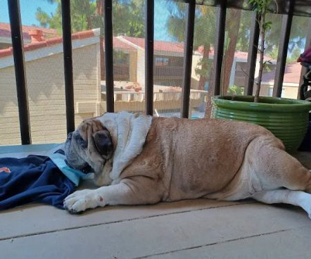 La Verne Animal Hospital