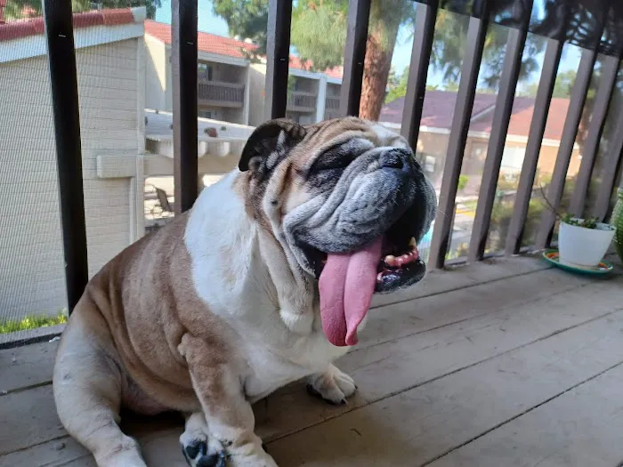 La Verne Animal Hospital Picture 8