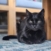 Paw In Hand ico
