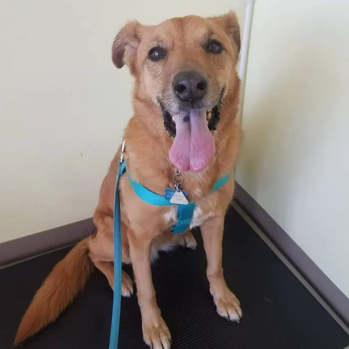 Chino Hills Parkway Pet Hospital Picture 1