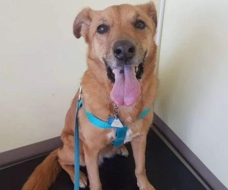 Chino Hills Parkway Pet Hospital