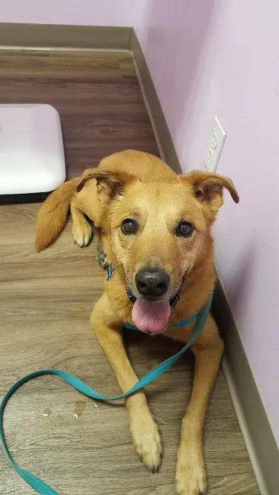 Chino Hills Parkway Pet Hospital Picture 5