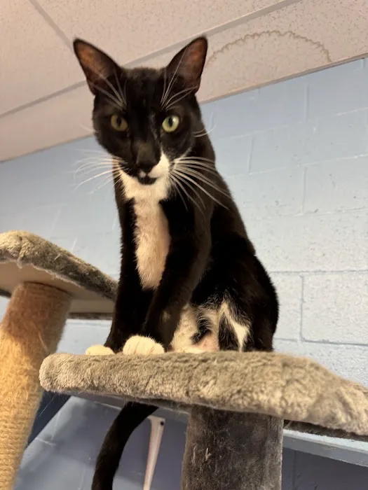 Cat Cafe Rescue Picture 3