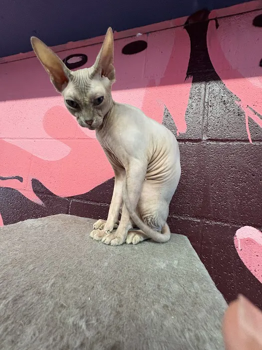 Cat Cafe Rescue Picture 1