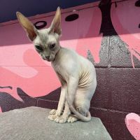 Cat Cafe Rescue ico
