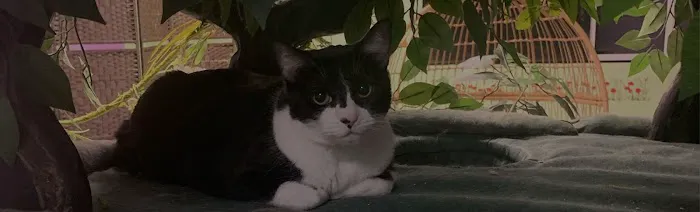 Cat Cafe Rescue Picture 2