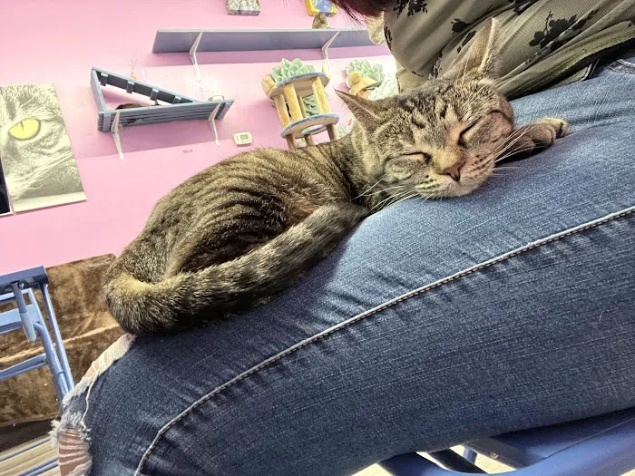 Cat Cafe Rescue Picture 4
