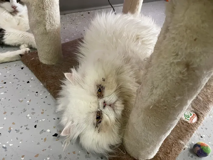 Cat Cafe Rescue Picture 5