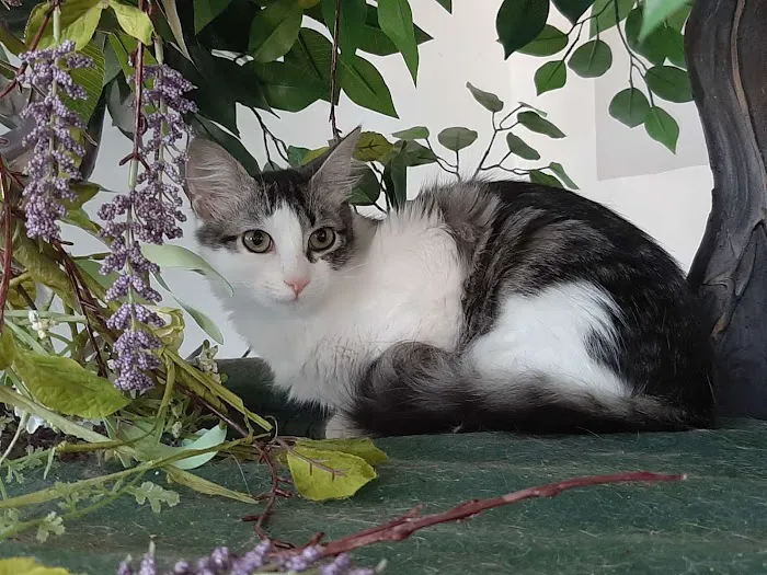 Cat Cafe Rescue Picture 7