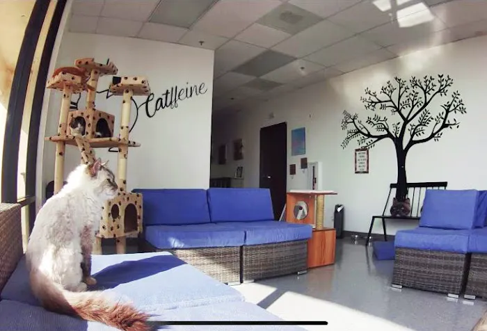Cat Cafe Rescue Picture 10