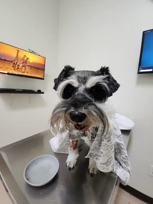 Pets 'N' Vets Animal Hospital Picture 1
