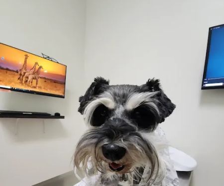 Pets 'N' Vets Animal Hospital